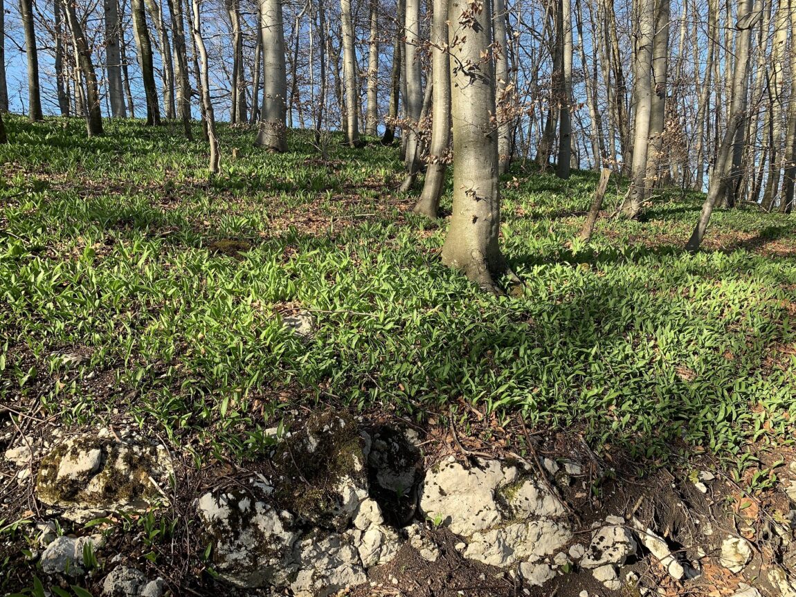 Hintergrund-Frühling.jpg